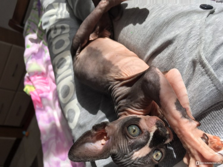 Питомник канадских сфинксов Bonatella Cats