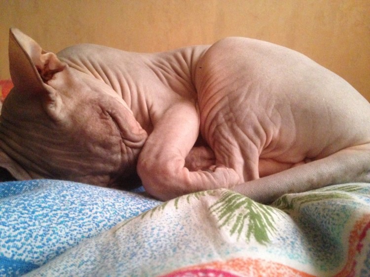 Беремменная кошка сфинкс