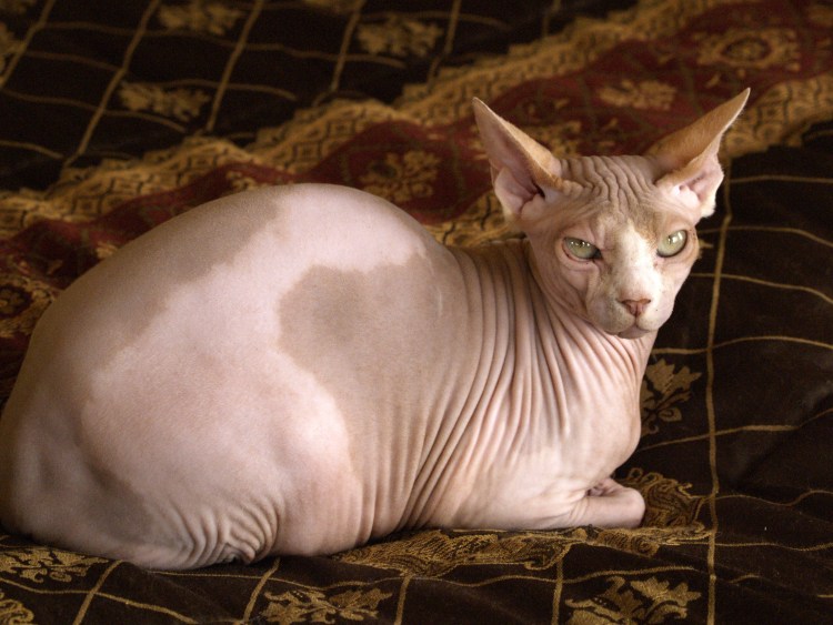 Сфинкс кошка Calico