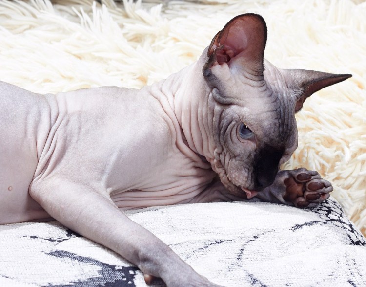 Сфинкс кошка видео