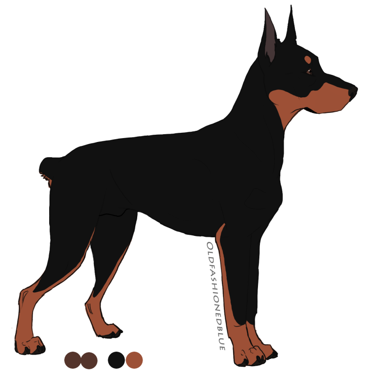 Рисунки собак породы Доберман