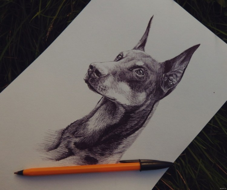 Доберман рисунок карандашом в полный рост