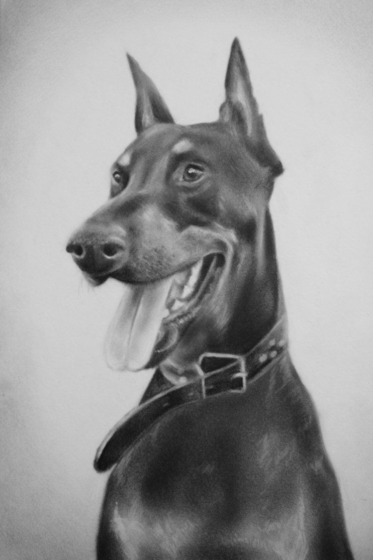 Доберман скетчинг