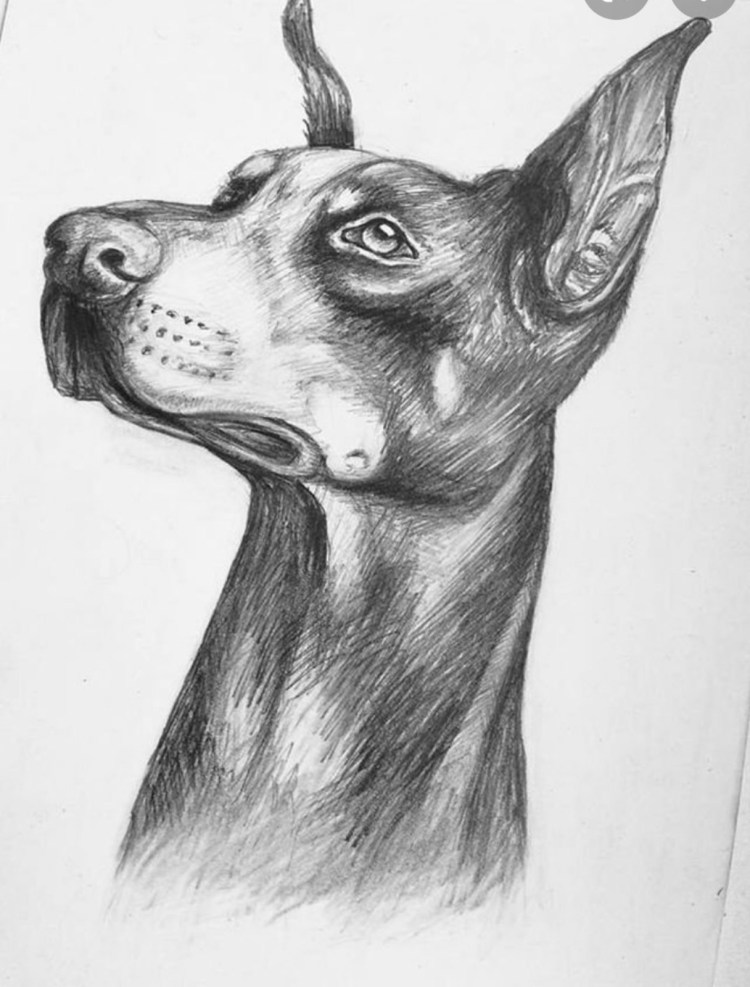 Собака рисунок карандашом