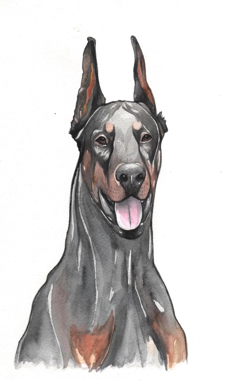 Доберман пинчер тату