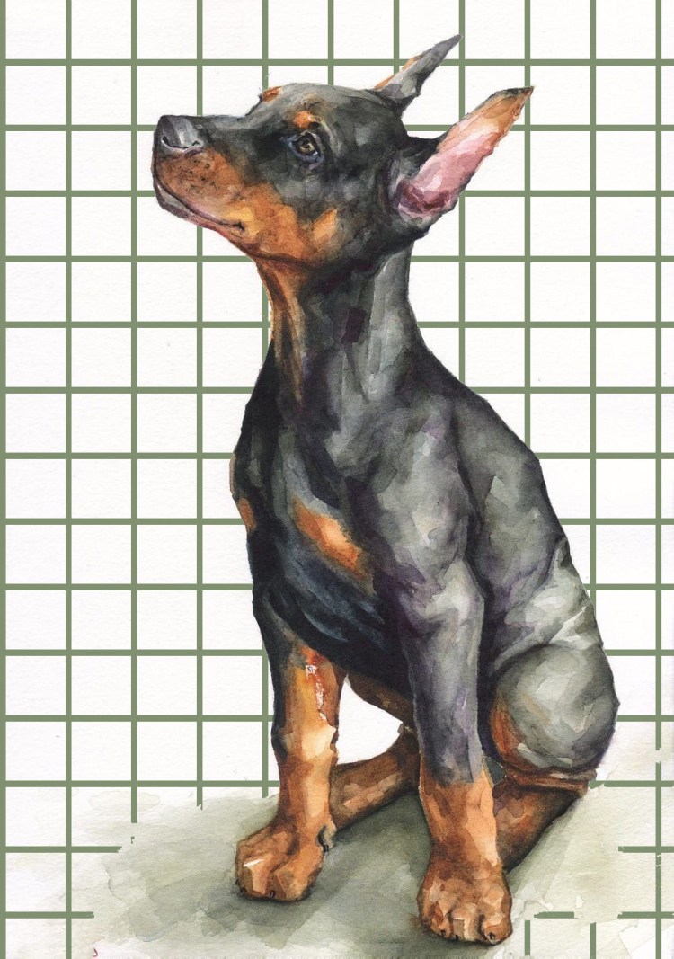 Доберман портрет