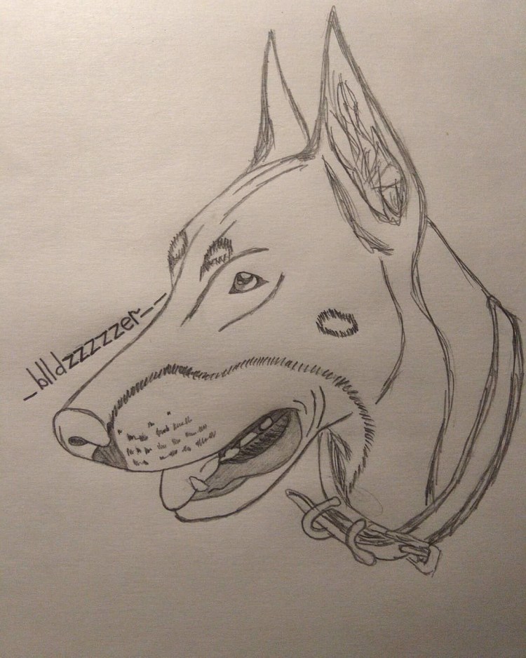 Доберман в полный рост референс