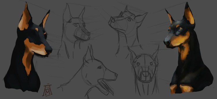 Поэтапное рисование добермана