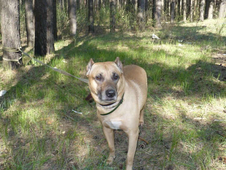 Метис стаффорда и овчарки