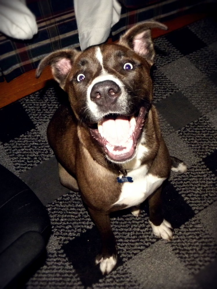 Амстафф и хаски