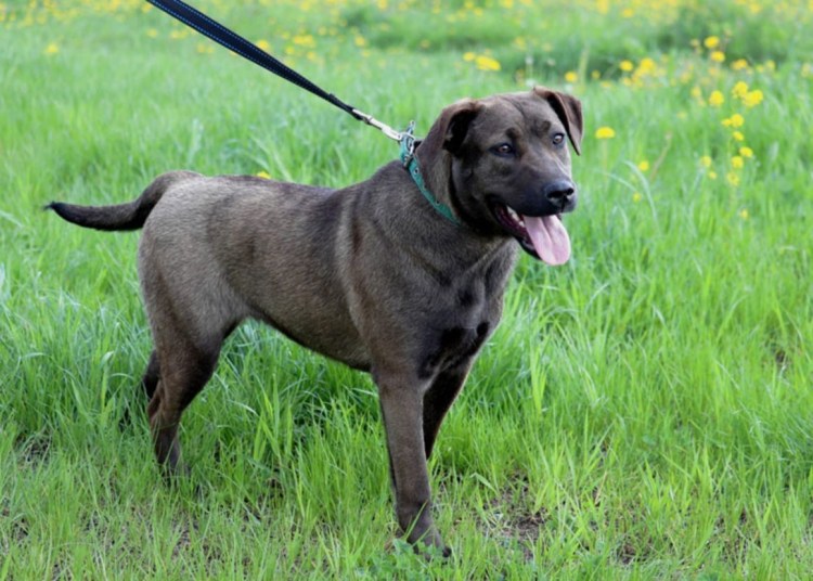 Стафф метис