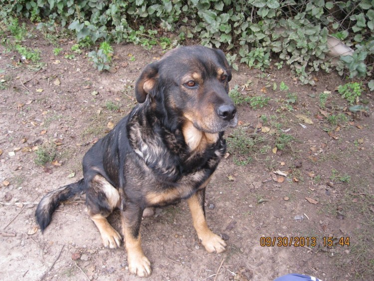 Помесь кавказской овчарки с питбулем