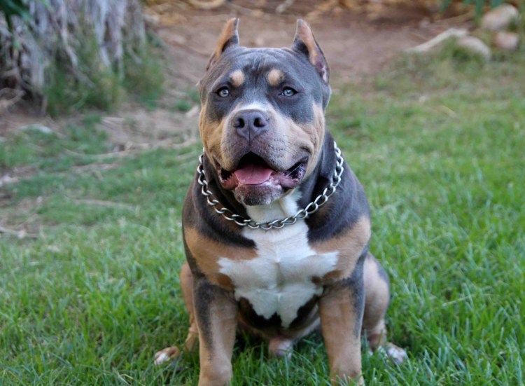 Ротвейлер и питбуль