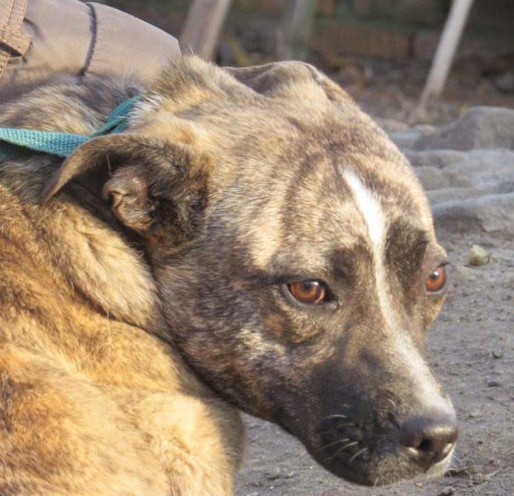 Метис стаффорда и овчарки