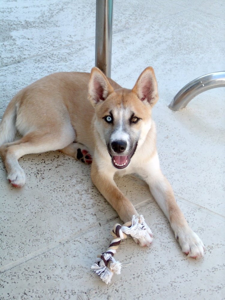 Метис стаффа и лайки