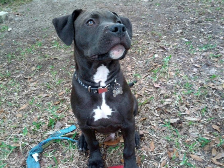 Смесь питбуль и Кане Корсо