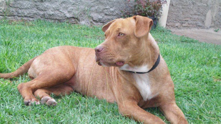 Бойцовская собака смесь с таксой