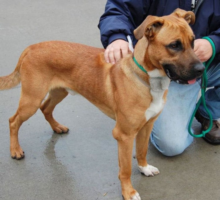 Питбуль с овчаркой помесь