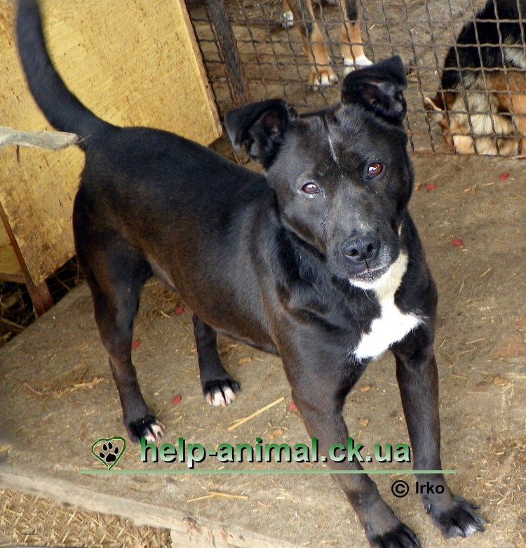 Стафф метис дворняга черный
