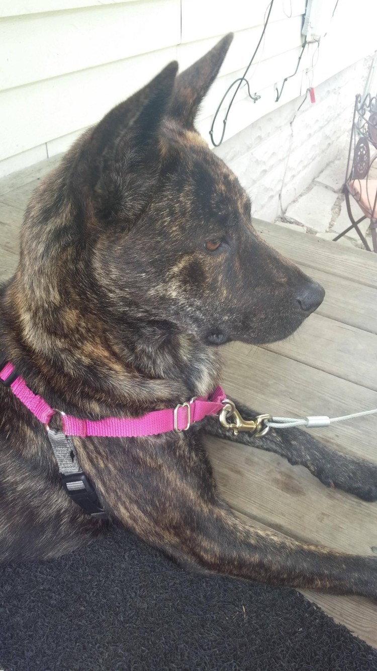 Помесь питбуль и немецкая овчарка