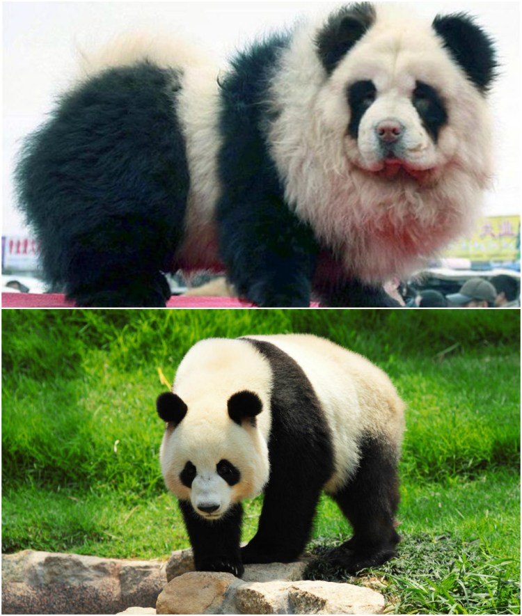 Чау чау окрас Панда