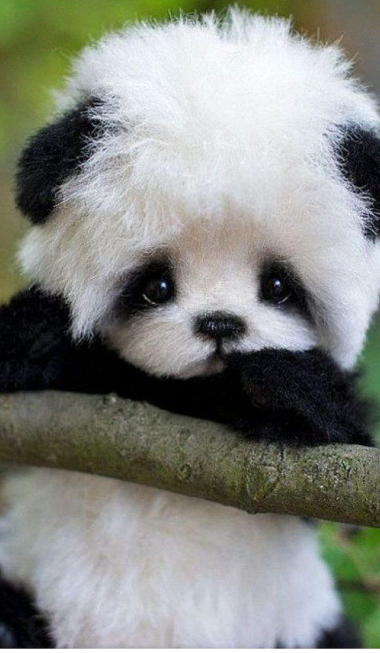 Похож на панду