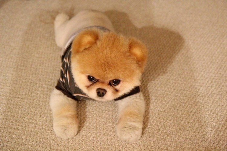 Померанский шпиц плюшевый