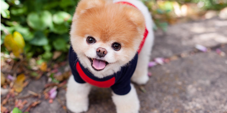 Красивые собаки маленькие