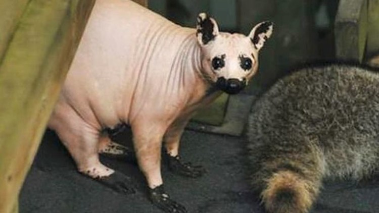 Енотовидная собака лысая