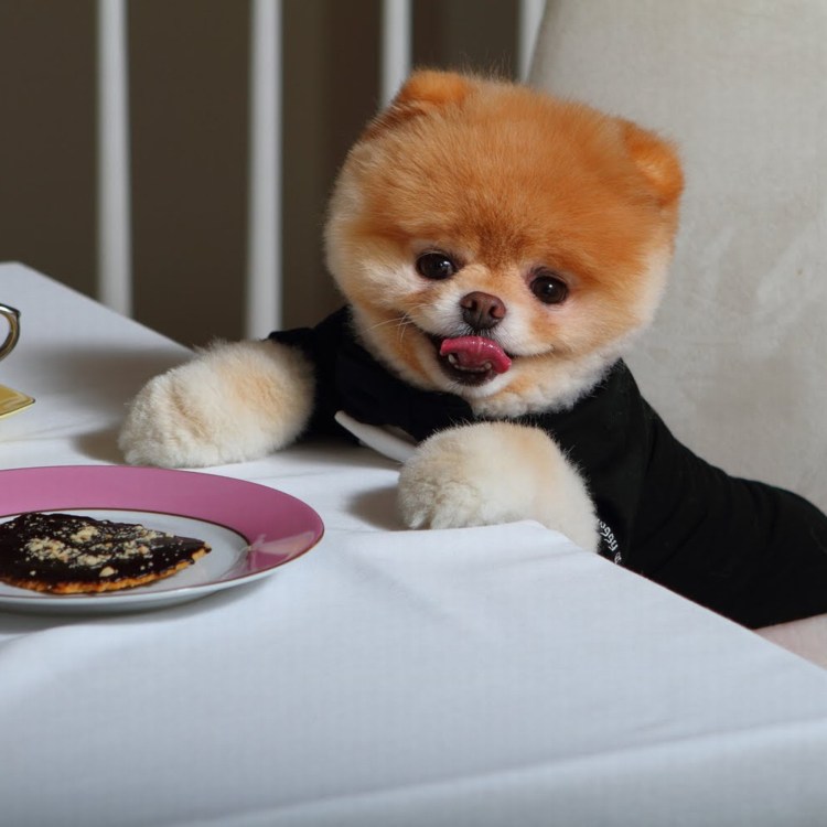 Померанский шпиц Медвежонок