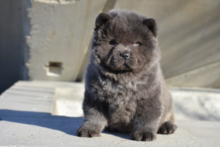 Чау чау серый Медвежонок