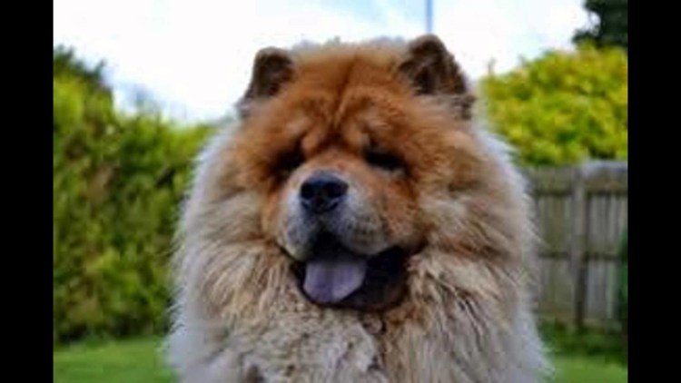 Морда собаки чау чау