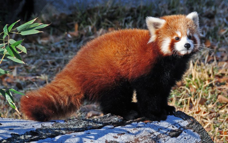 Красная енотовидная Панда