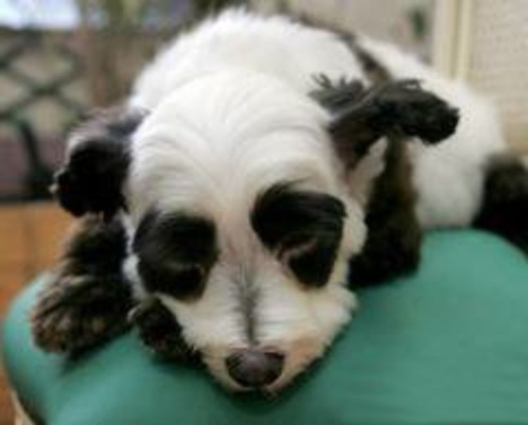 Стрижка собак Панда ВДНХ