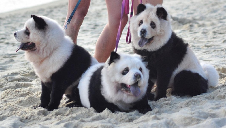 Чау-чау Панда