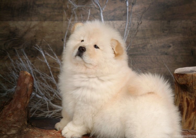 Чау Паппи порода