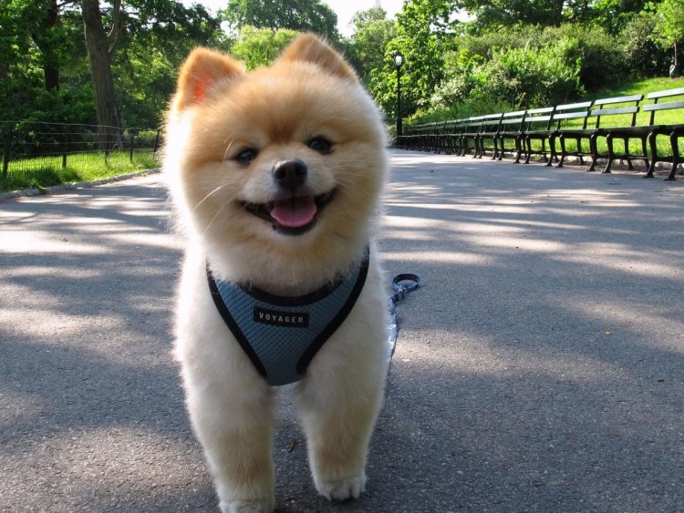 Японская собака маленькая