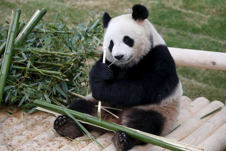 Южная Корея животный мир