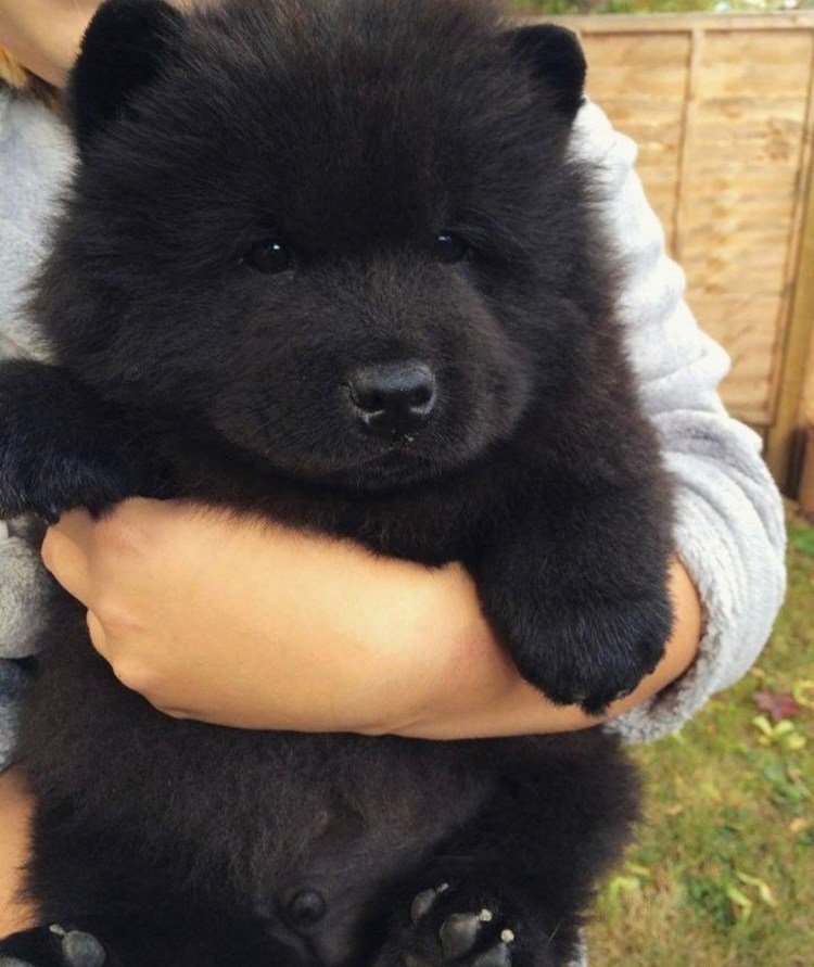 Чау-чау собака черная