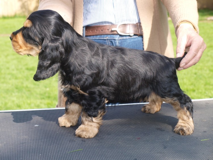 Английский кокер спаниель черно подпалый