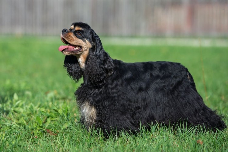 Кокер спаниель черно подпалый