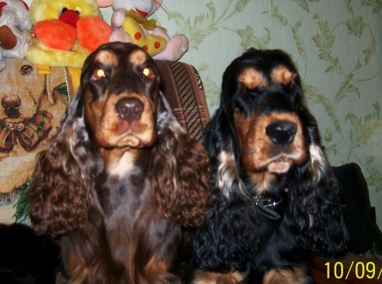 Щенки английского кокер спаниеля