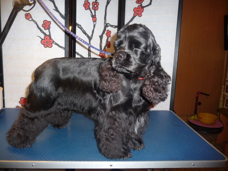 Кокер спаниель пятнистый