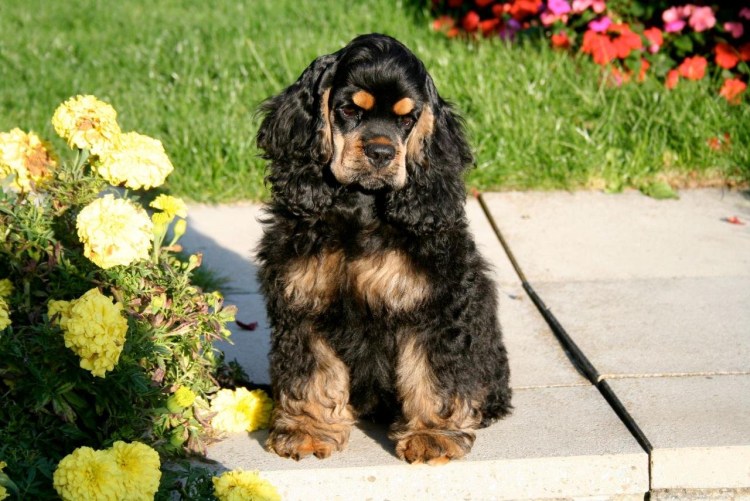 Английский кокер спаниель некупированный