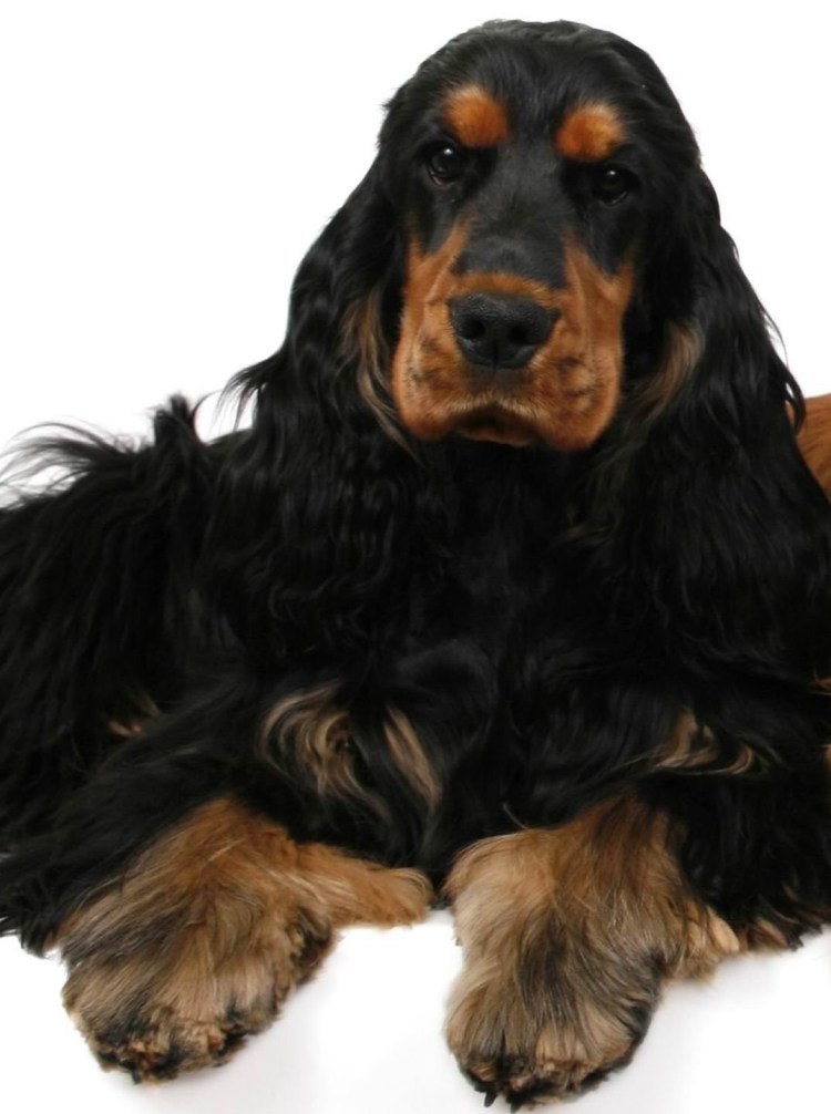 Русский охотничий спаниель черно подпалый
