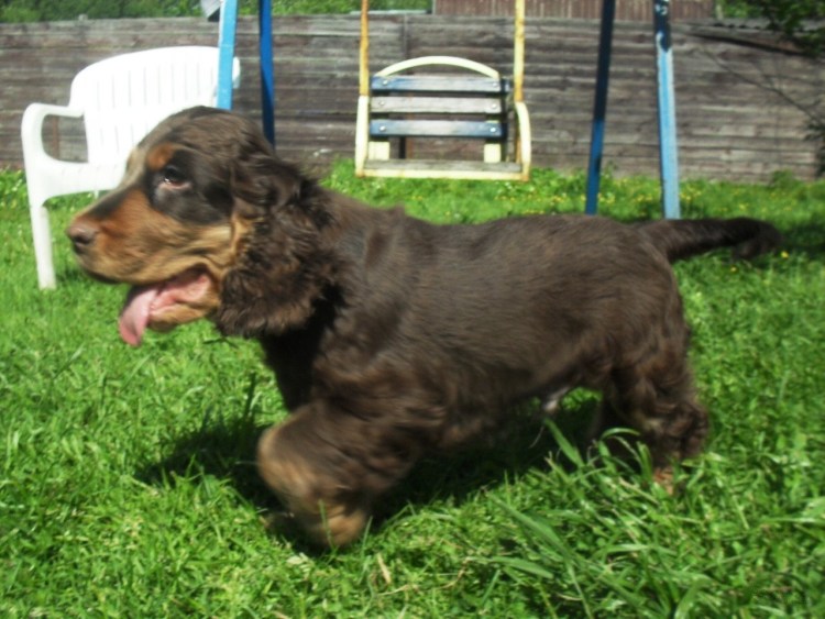 Английский кокер-спаниель