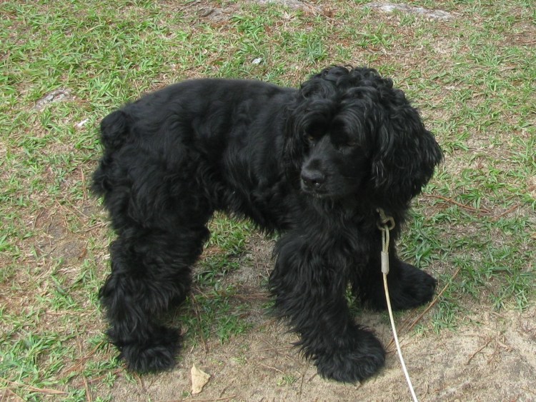 Метисы кокер спаниель черный с подпалом