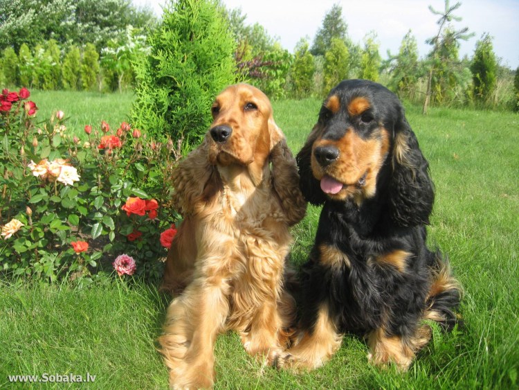 Кокер спаниель черный