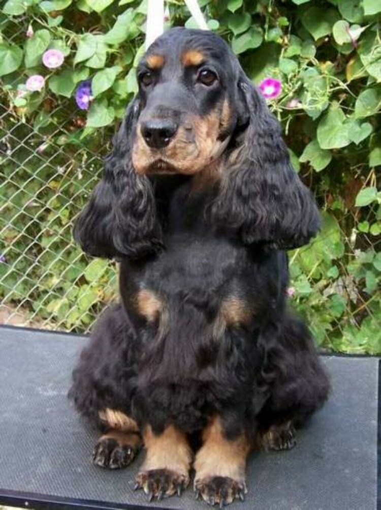 Кокер спаниель черно подпалый