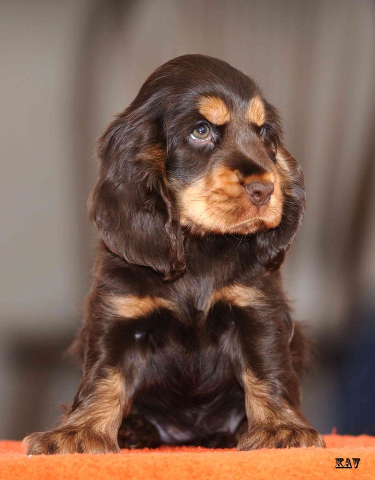 Черно-подпалый кокер